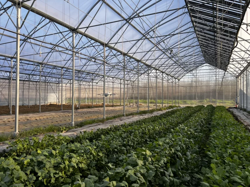 Intérieur de la serre agrivoltaïque ENERVIVO E-limentaires avec cultures en rangées sous structure métallique