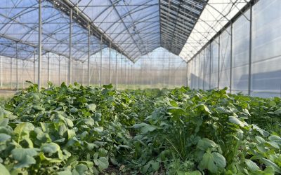 Agrivoltaïsme et serres « E-limentaires » : l’innovation Enervivo