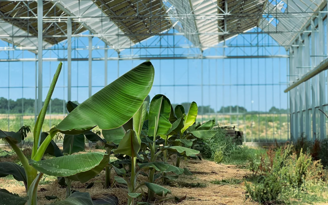 Serre agrivoltaïque(Bergerac – Dordogne 24)